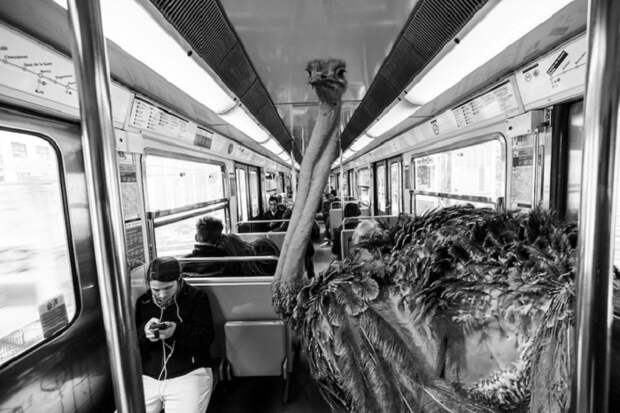Звери в метро. Звери в метро.