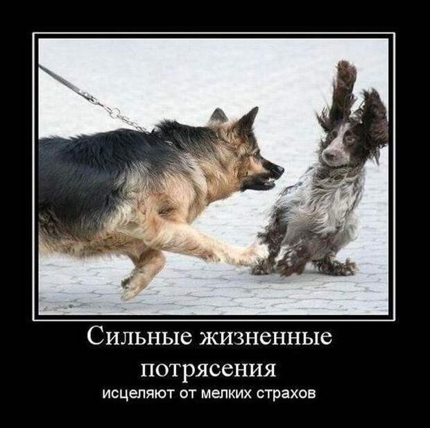 Смешные демотиваторы