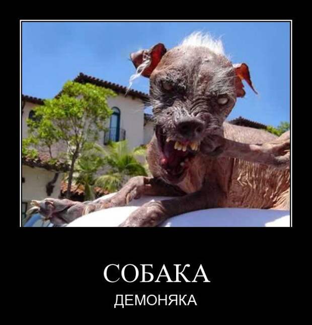 Демотиваторы " 101 %" 15/04/12
