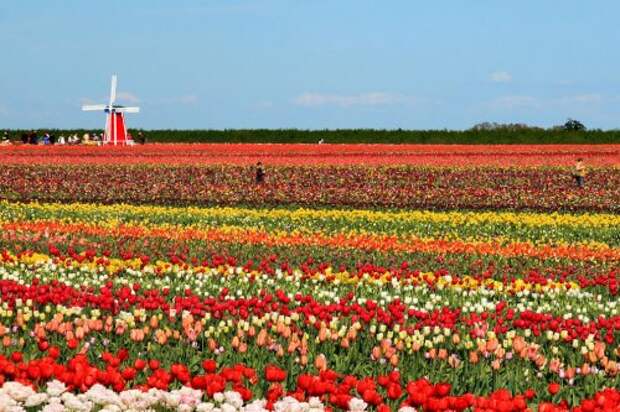 Цветущие тюльпаны (33 фото)