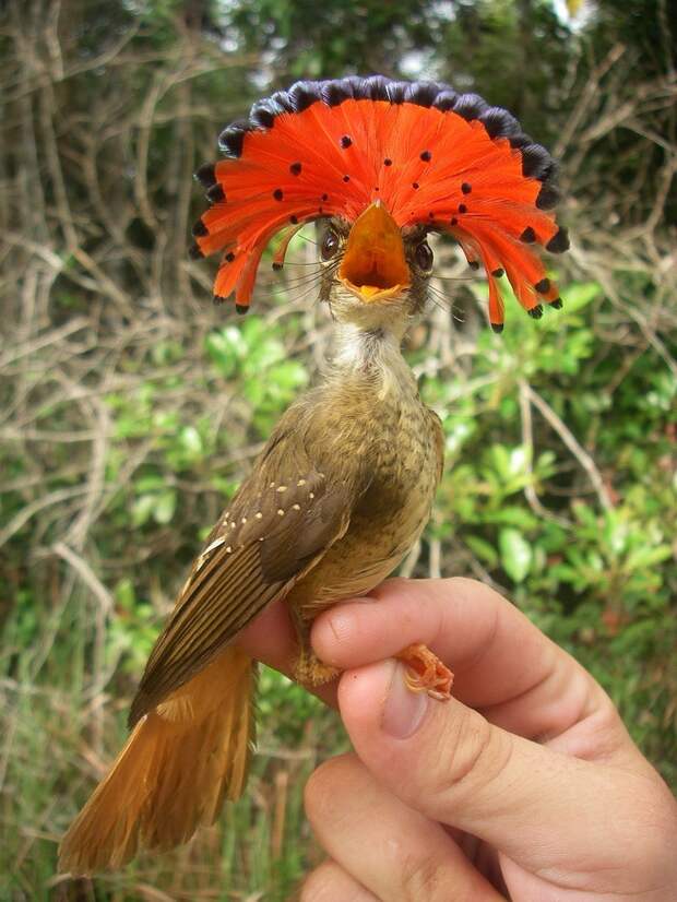 exotic-birds-3
