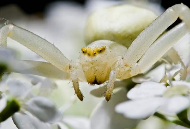 insects38 insects38 Портреты насекомых