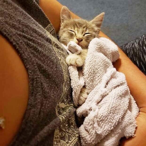 Котенок спит