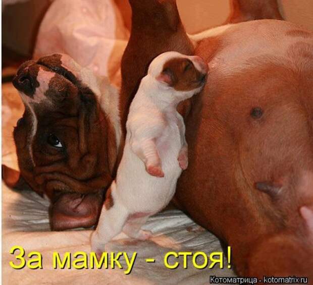 Новые смешные котоматрицы (36 шт)