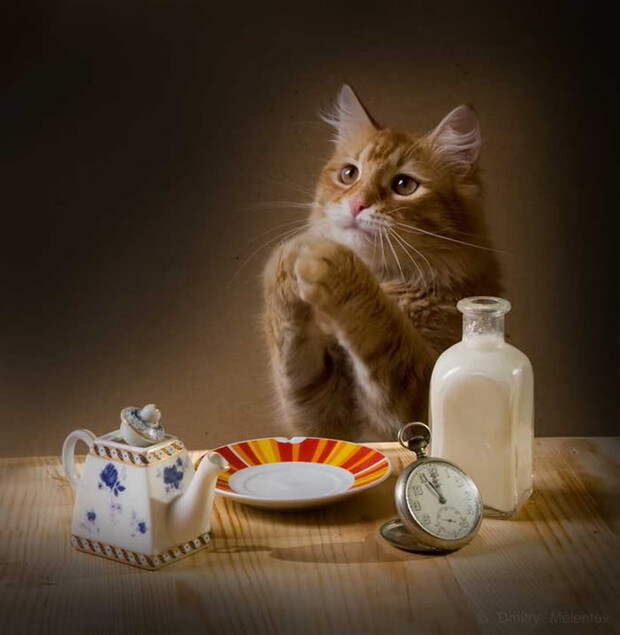 Фотографы шутят - кошки-2 Фотографы шутят - кошки-2