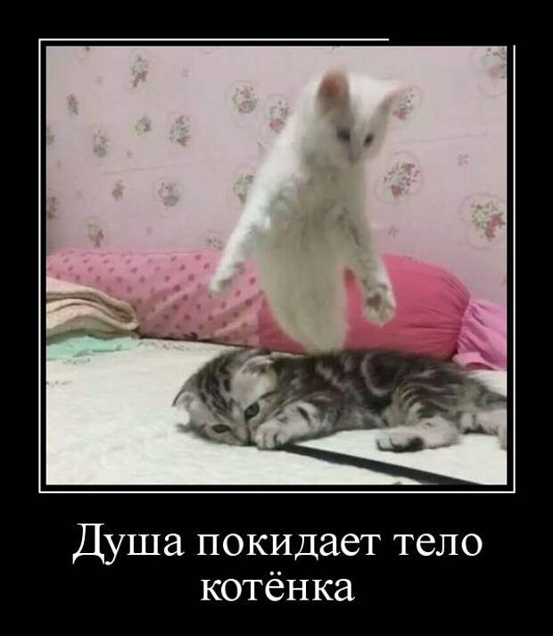 Демотиваторы (30 фото)
