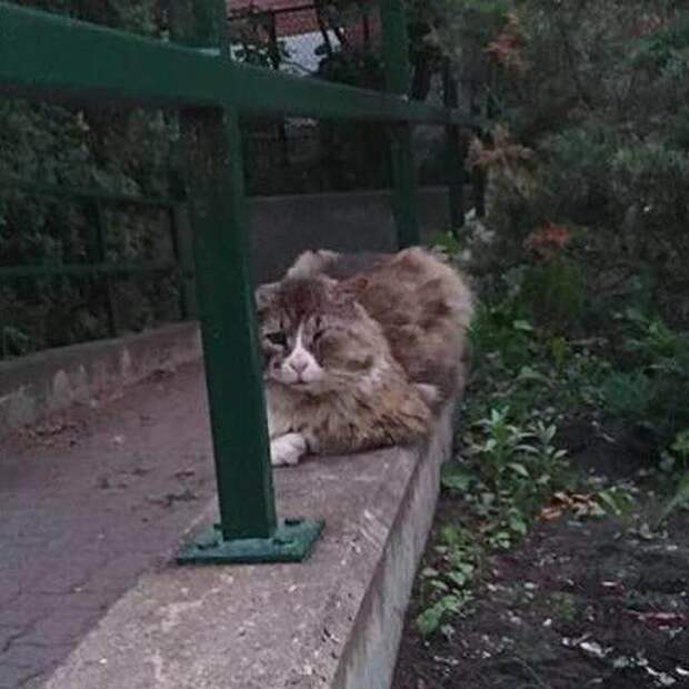 Этот взгляд разбил сердце девушке