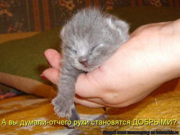 Котоматрицы(картинки с надписями)