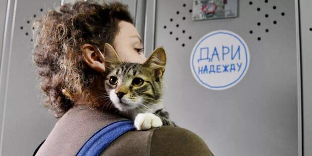Москвичи собрали рекордное количество кормов в помощь приютам для бездомных животных