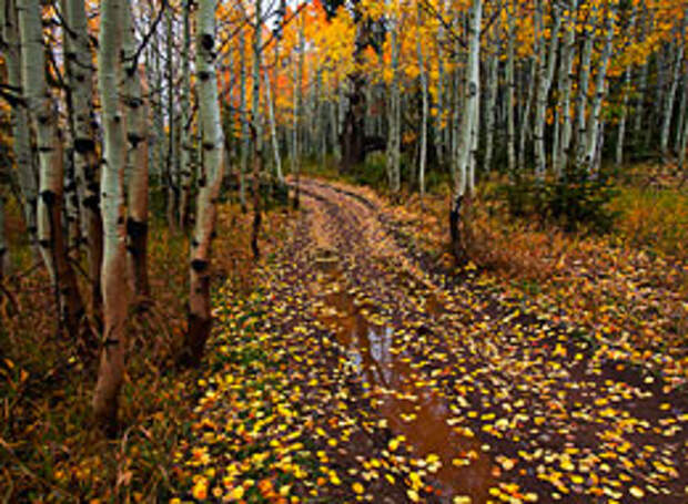 Aspen Road [Dmitry Rudakov]