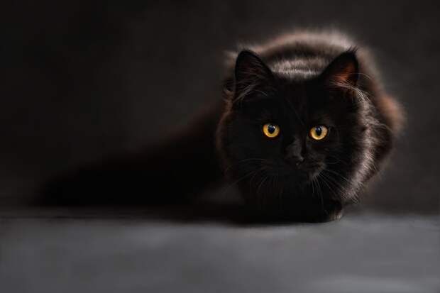 Черная кошка. Фото: pixabay.com Черная кошка. Фото: pixabay.com