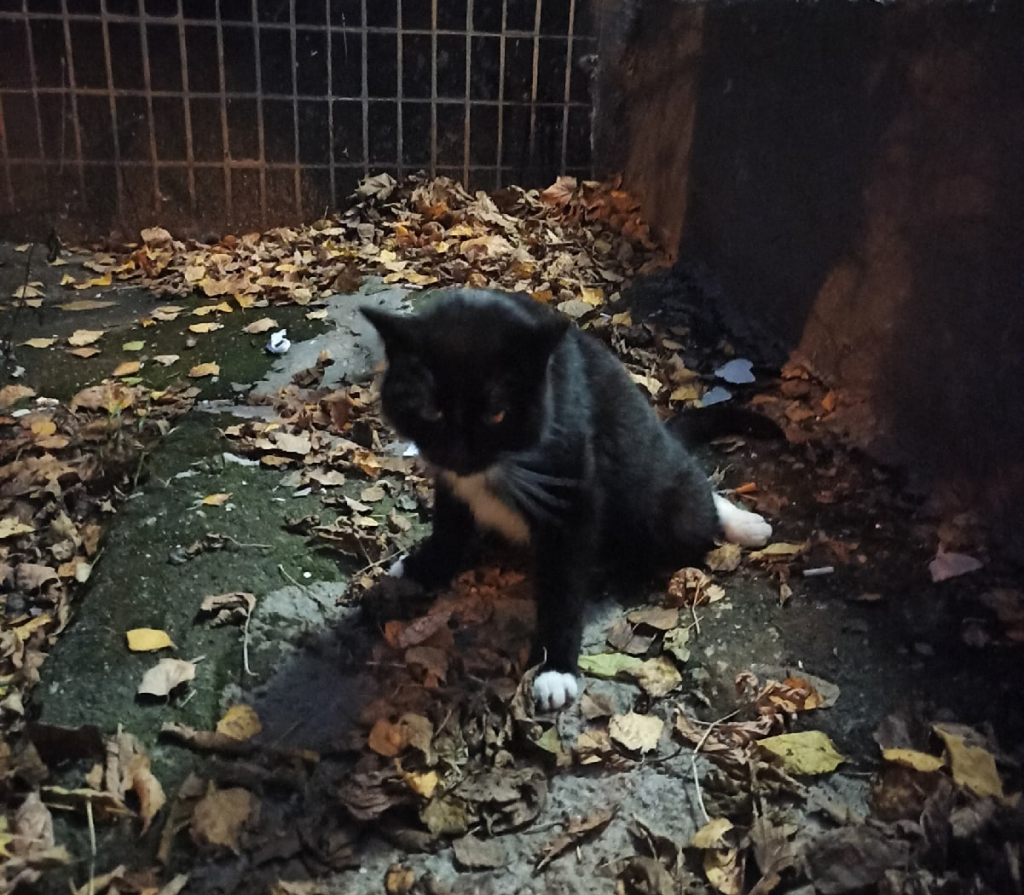 Выпавшего из квартиры на улице Народного Ополчения кота успешно прооперировали