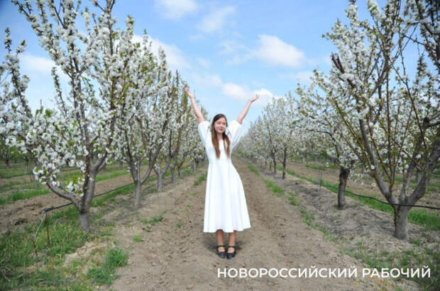 Когда цвели сады: под Новороссийском цветет самый крупный в стране черешневый сад