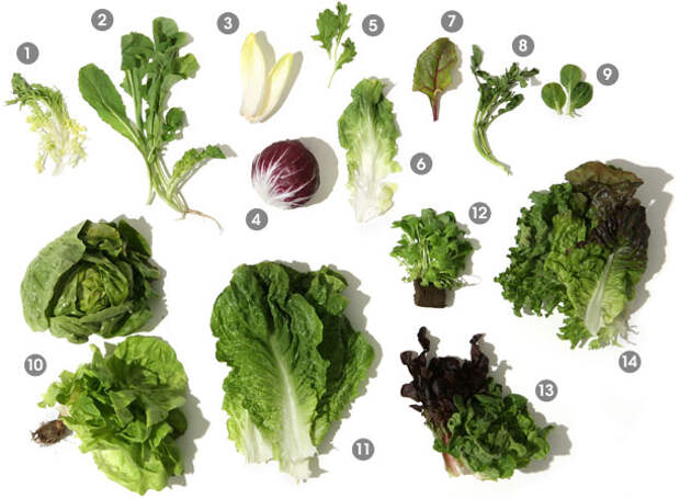 О разнообразии салатных листьев - фото
