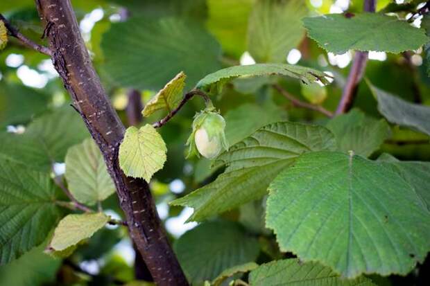 Лесной орех, лещина