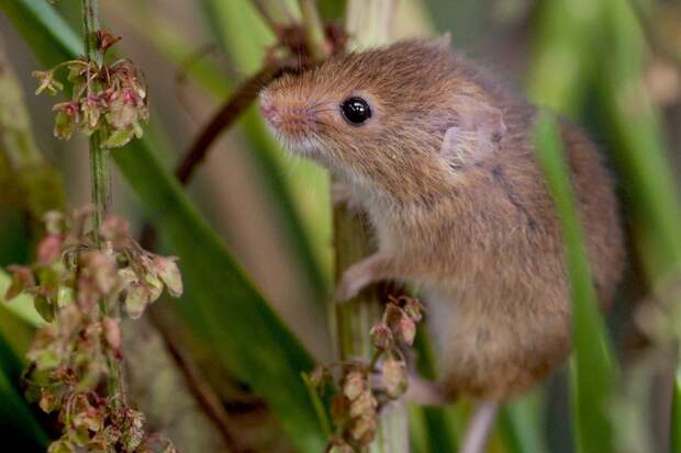 Мышь-малютка (лат. Micromys minutus)