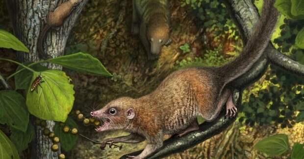 Зубы пургаториев в Колорадо показали, что их ареал сдвигался к югу