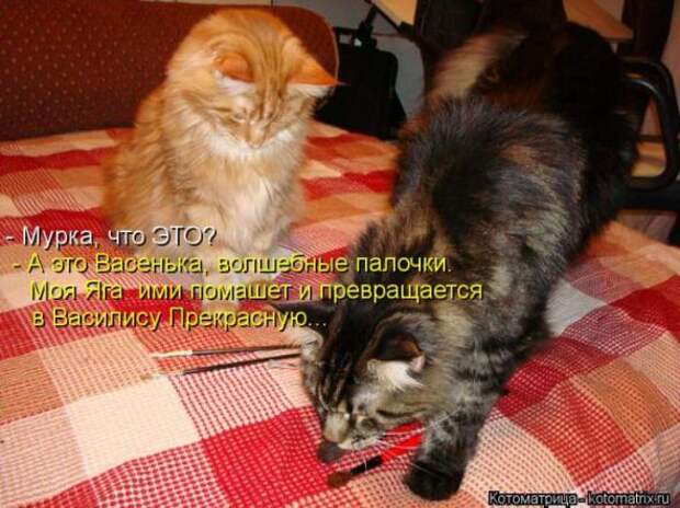 Котоматрицы(картинки с надписями)