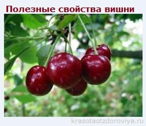 Полезные свойства вишни