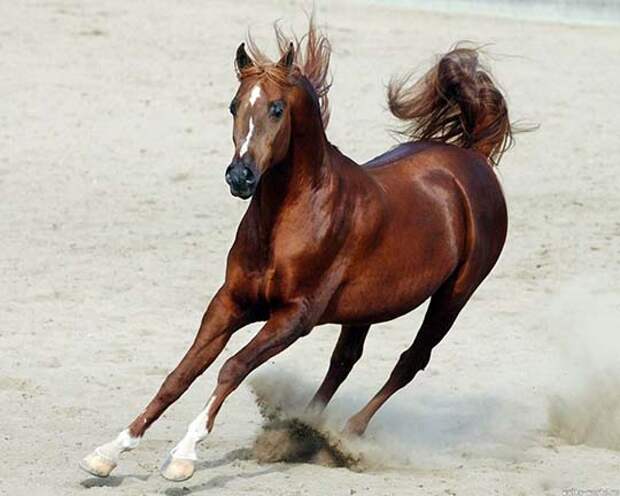 Самые красивые лошади. кони, скакуны, жеребята. Фото