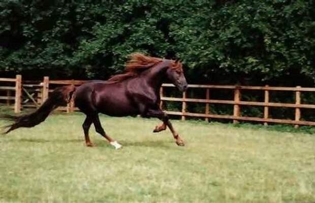 horse_02