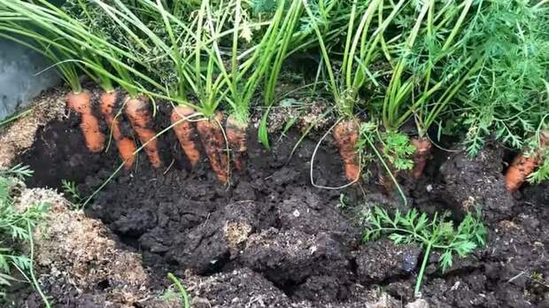 Как получить два урожая моркови в год не прореживая и не пропалывая