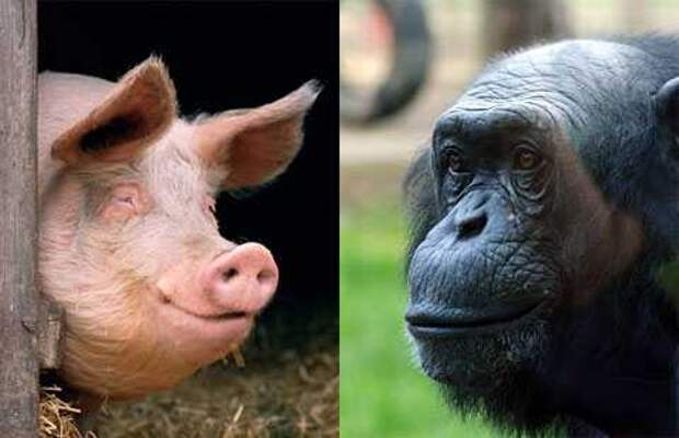 Сенсационное заявление генетика: человек - плод любви свиньи и шимпанзе