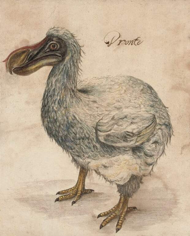 Дронты (лат. Raphidae) (англ. Dodo)