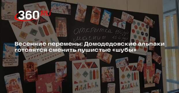 Альпаки в парке «Взлет» готовятся к весеннему грумингу