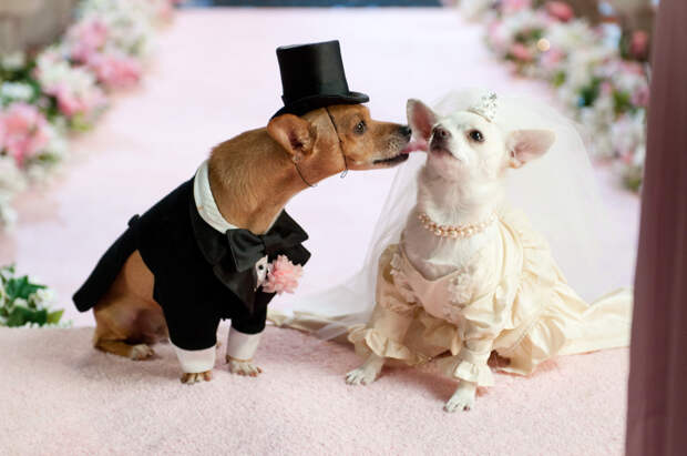 Kissing Animals