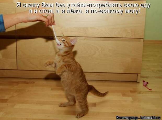 Лучшие котоматрицы недели (50 фото) Лучшие котоматрицы недели (50 фото)