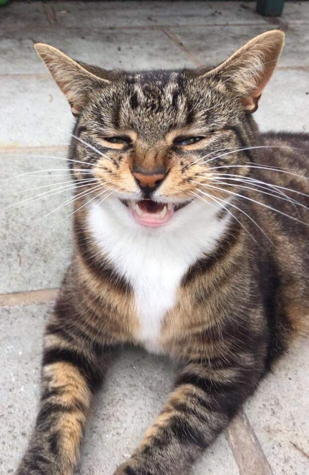 смешные коты кот чихает