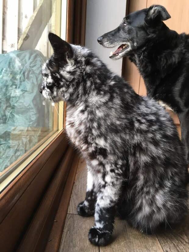 02-scrappy-the-cat-710x946