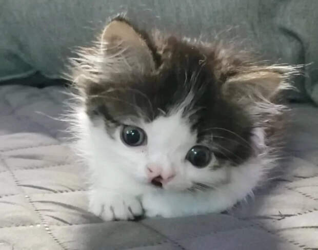 Без кота и жизнь не та