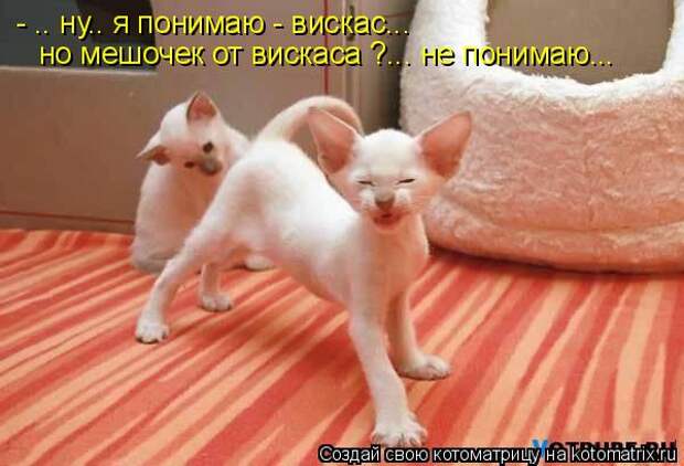 Котоматрица: - .. ну.. я понимаю - вискас... но мешочек от вискаса ?... не понимаю...
