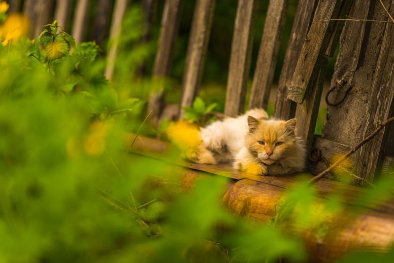 Очень колоритные уличные коты город, кот, кошка, улица, уличные кошки, эстетика