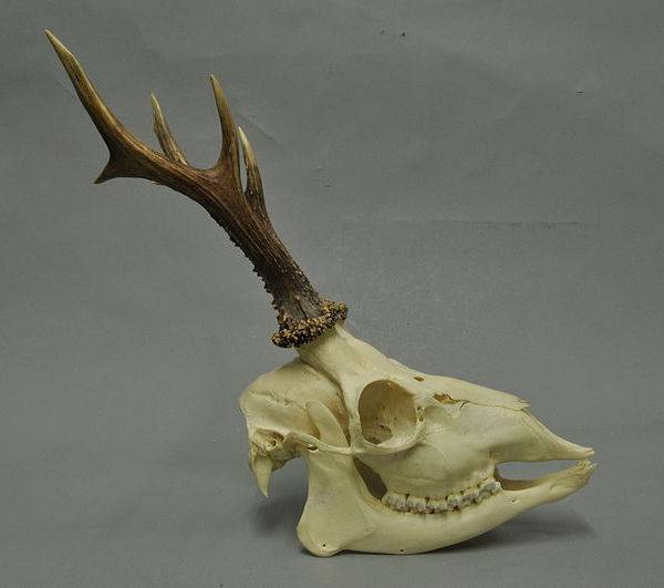 Череп косули фото (Capreolus sp.)