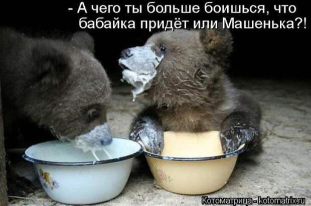 Котоматрицы(картинки с надписями)