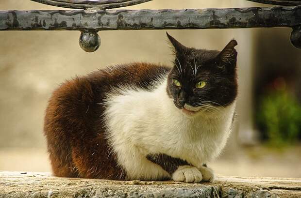 Очень колоритные уличные коты город, кот, кошка, улица, уличные кошки, эстетика