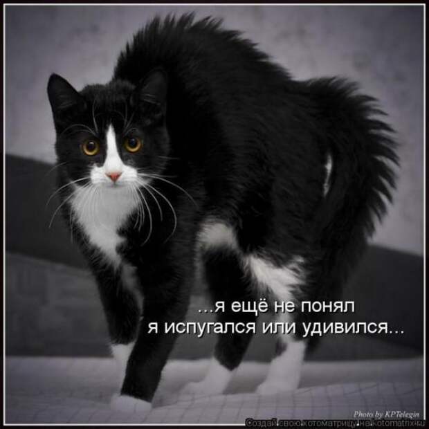 Котоматрицы(картинки с надписями)