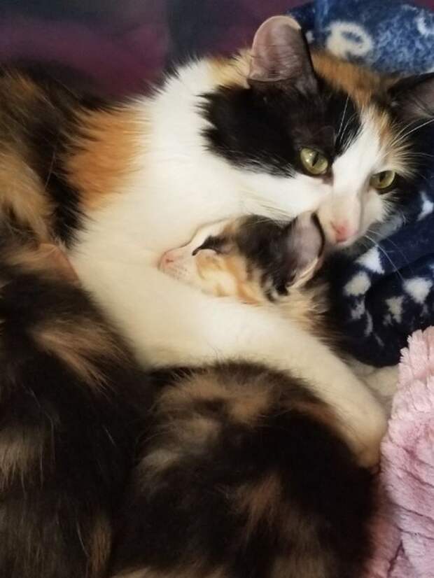 Трехцветный котенок с кошкой Кошка обнимает котенка