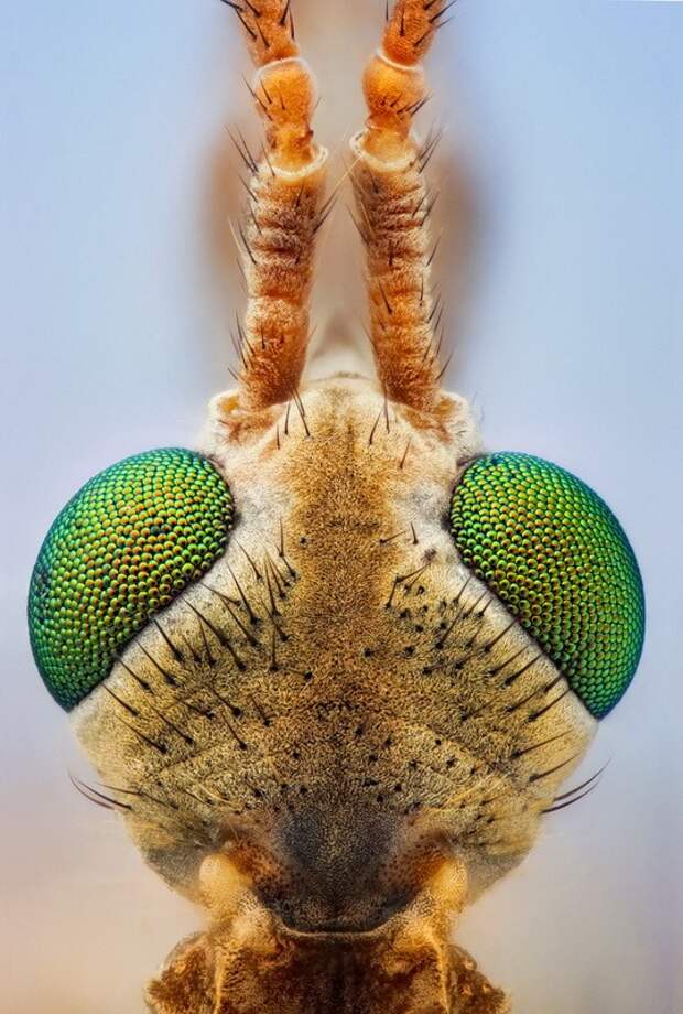 insects47 insects47 Портреты насекомых