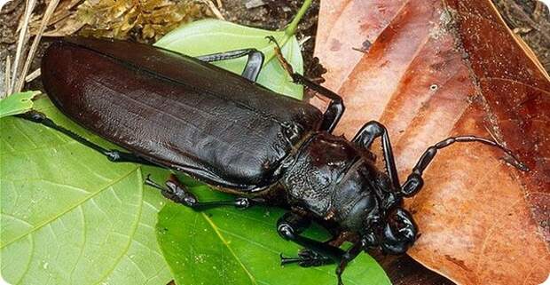 Жук Дровосек-титан (лат. Titanus giganteus)