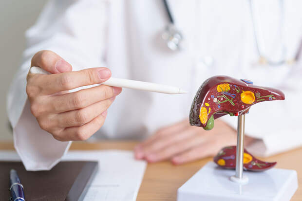 Frontiers: возрастная потеря мышц повышает риск ожирения печени