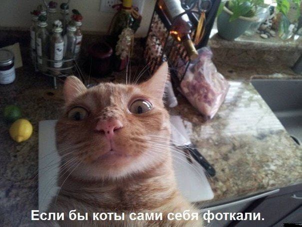 кот, прикол, юмор