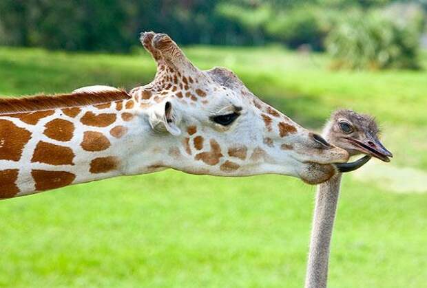 дружба животных жираф и страус 2