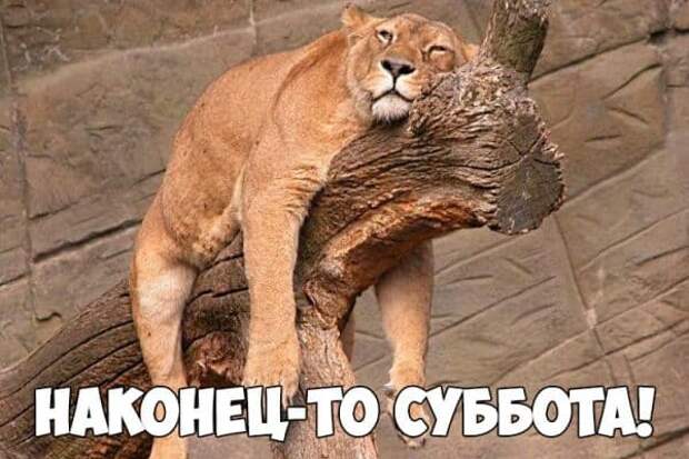 Коллекция весёлых картинок про субботу