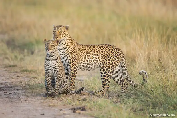 Leopardss_kenya, mar.2016_ao-18.jpg