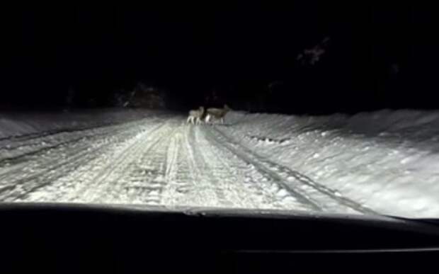 Под Рязанью видеорегистратор снял лосей на темной дороге