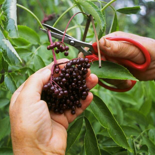 Мед, молоко, яйца и другие продукты, которые лучше не есть в сыром виде